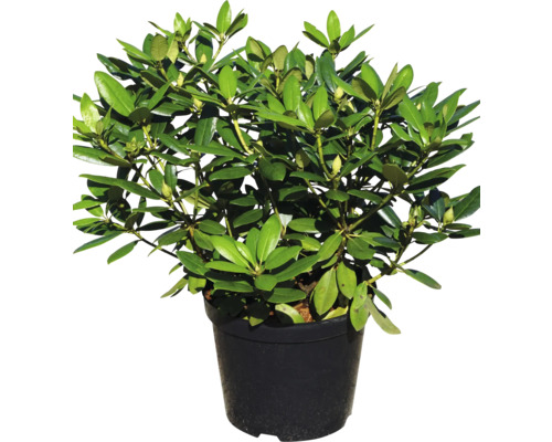 Rhododendron v květináči do zahrady