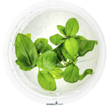 Akvarijní rostlina ve vodě