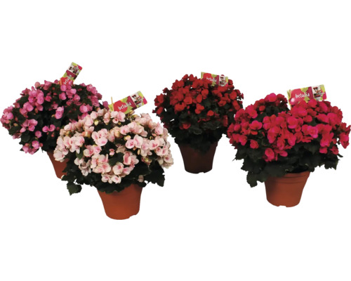 Begonie v květináčích s etiketami