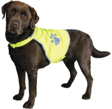 Čokoládově hnědý labrador s žlutou výstražnou vestou s potiskem tlapky