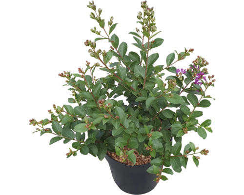 Toskánský šeřík Lagerstroemia indica ’Purple Star’ 60-80 cm květináč 6 l