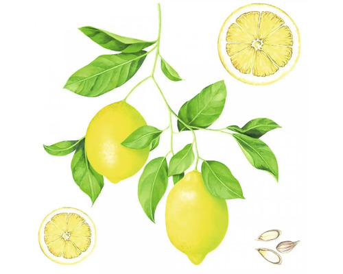 Ilustrace citronů na větvi s listy, plátku citronu a citronových semínek