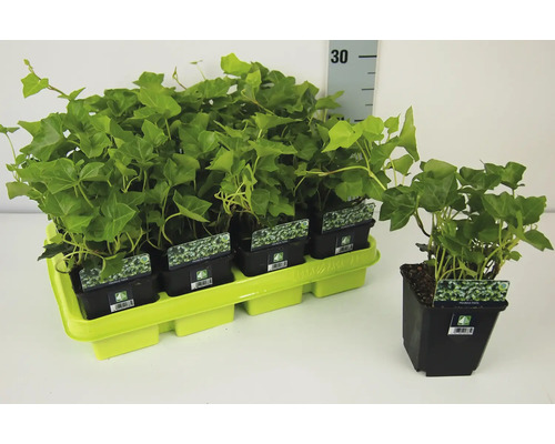 Břečťanové rostliny v květináčích na paletě