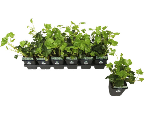 Břečťanové rostliny v květináčích na podnosu