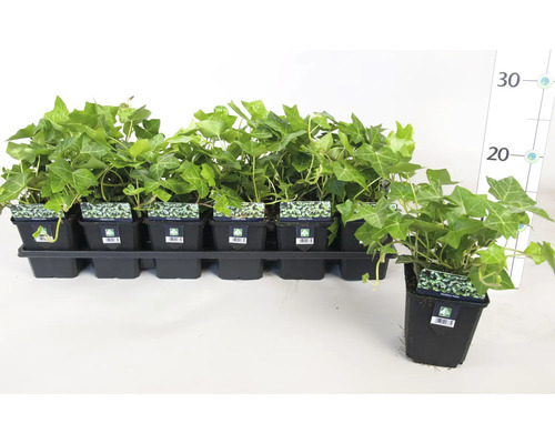 Břečťan v černých květináčích