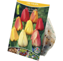 Balení 100 cibulí tulipánů odrůdy Darwin Triumph mix