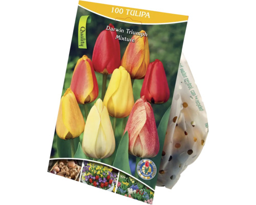Tulipány směs 100 ks