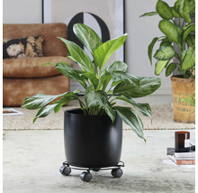 Pokojová rostlina v černém květináči s kolečky