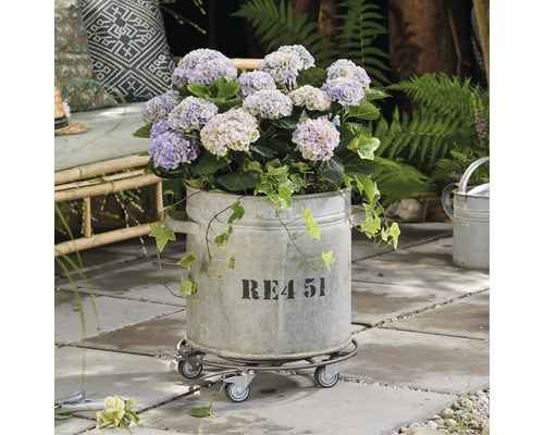 Hortenzie v pozinkovaném květináči na kolečkové desce v zahradě.