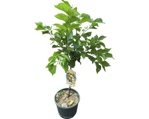 Meruňkový strom v květináči