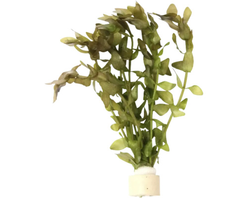 Vodní rostlina Bacopa carolineana TR Umělá vodní rostlina do akvárií