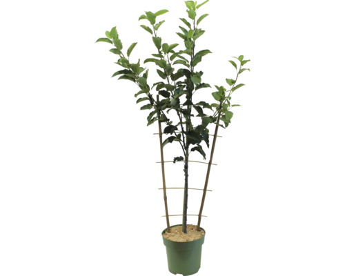 Jabloň v květináči s podpůrnou konstrukcí