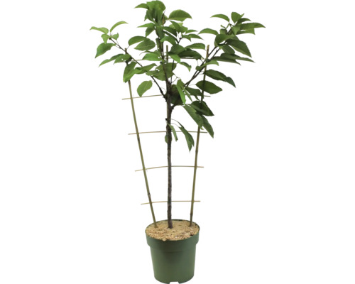 Třešeň ve květináči s podpůrnou mřížkou