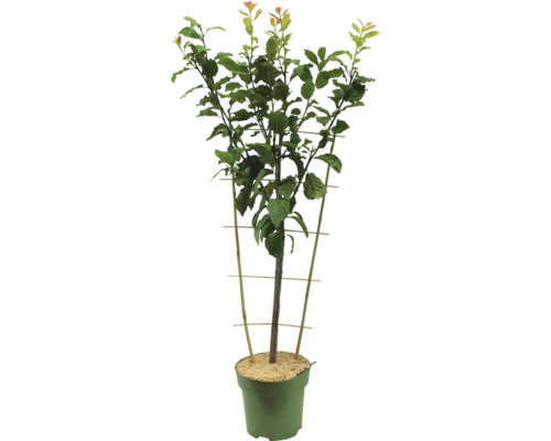 Ovocný strom v květináči s podpěrou