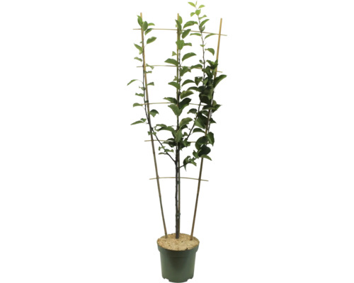 Strom v kvetináči s oporou pro popínavé rostliny