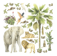 Ilustrace zvířat a rostlin savany