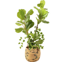 Umělá Ficus lyrata v košíku jako dekorace