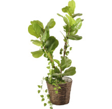 Umělá rostlina Ficus Lyrata v květináči