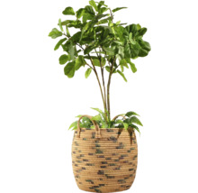 Umělý strom Ficus Lyrata v košíku