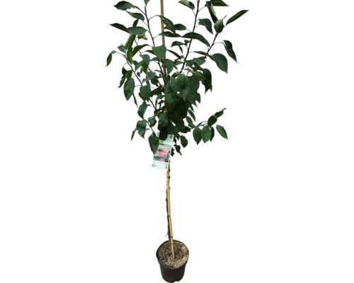 Jabloň v květináči s opěrným kůlem a etiketou