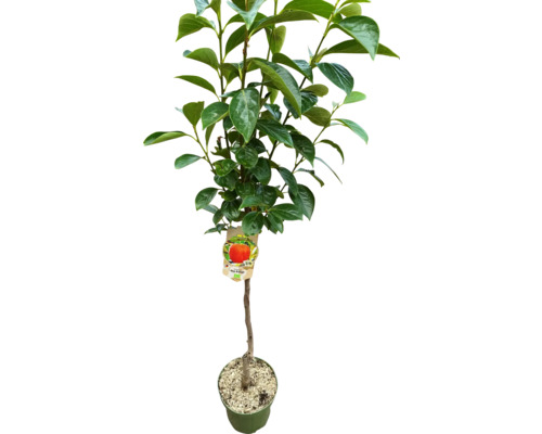 Persimmon v květináči se zelenými listy