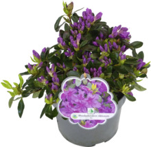 Fialový rododendron v květináči