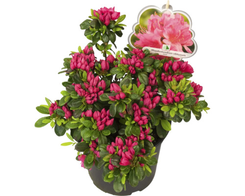 Japonská azalka v květináči s červenými květy