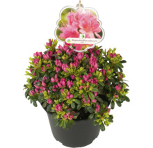 Japonská azalka v květináči s poupaty