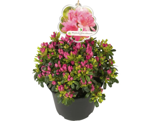 Japonská azalka v květináči s poupaty