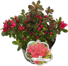 Azalka Canzonetta v květináči s červenými květy