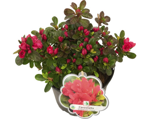 Azalka Canzonetta v květináči s červenými květy