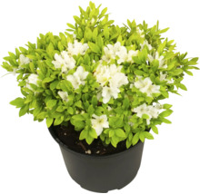 Azalka v květináči s bílými květy a zelenými listy