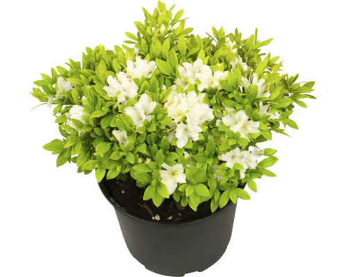 Azalka v květináči s bílými květy a zelenými listy