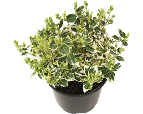 Brslen Fortuneův bíle panašovaný FloraSelf Euonymus fortunei 'Emerald Gaiety' květináč Ø 13 cm