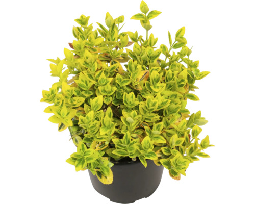 Brslen Fortuneův žlutě panašovaný FloraSelf Euonymus fortunei 'Emerald n Gold' květináč Ø 13 cm