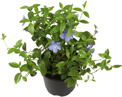 Barvínek v květináči