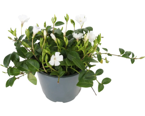 Barvínek menší bílý FloraSelf Vinca minor 'Alba' Ø květináče 13 cm