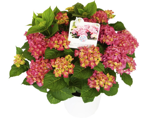 Kulatá hortenzie v květináči s růžovými květy a zelenými listy