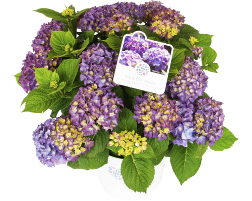 Hortenzie velkolistá DIVA FIORE® Hydrangea macrophylla 'DIVA FIORE®' květináč 14 l, různé druhy