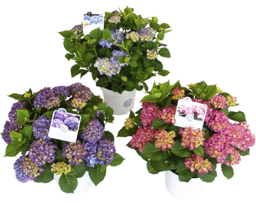 Tři hortenzie v květináčích