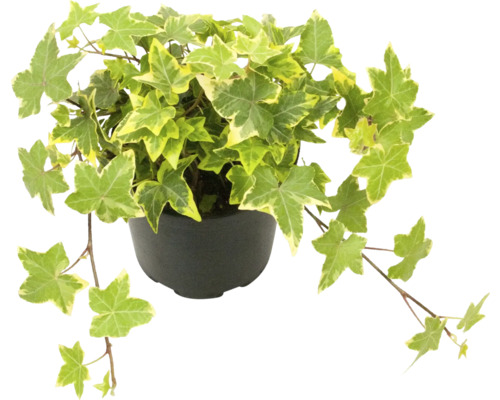 Břečťan žlutě panašovaný FloraSelf Hedera helix 'Goldchild' květináč Ø 13 cm Břečťan v květináči