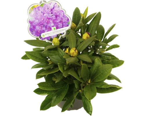 Rhododendron Bohiken''s Lupinenberg Laguna v květináči
