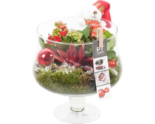 Vánoční aranžmá pokojových rostlin ve sklenici FloraSelf Ø 18 cm