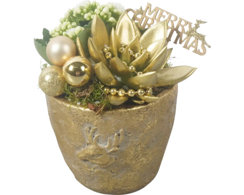 Vánoční aranžmá pokojových rostlin FloraSelf ve zlatém květináči Ø 15 cm