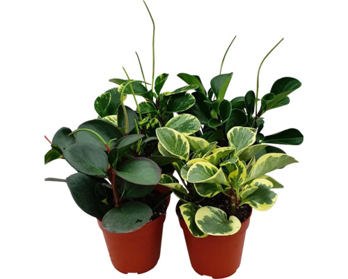 Pepřinec FloraSelf Peperomia Specials květináč Ø 12 cm 1 ks, různé druhy