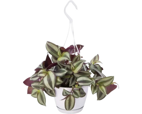 Podeňka v závěsném květináči FloraSelf Tradescantia zebrina 'Violet Hill' výška vč. květináče cca 17 cm Ø květináče 12 cm