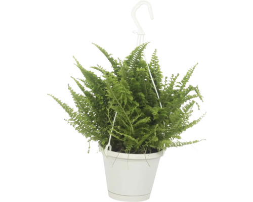 Ledviník ztepilý v závěsném květináči FloraSelf Nephrolepis exaltata 'Vitale' Závěsná rostlina s kapradinou v květináči