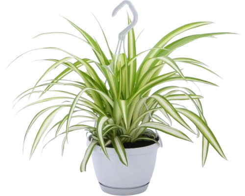 Zelenec v závěsném květináči FloraSelf Chlorophytum comosum 'Variegatum' výška cca 25 cm květináč Ø 12 cm