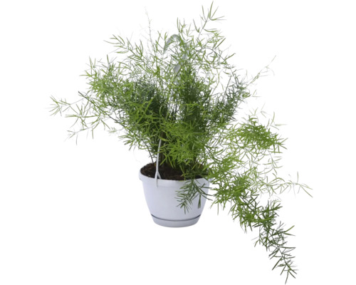 Asparágus v závěsném květináči FloraSelf Asparagus sprengeri květináč Ø 12 cm Pokojová rostlina Chřest v závěsném květináči