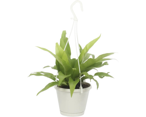 Sleziník v závěsném květináči FloraSelf Asplenium antiquum květináč Ø 12 cm Závěsná rostlina se zelenými listy v květináči
